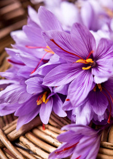 Hellgelb Saffron Pot Plant Seeds for Bonsai