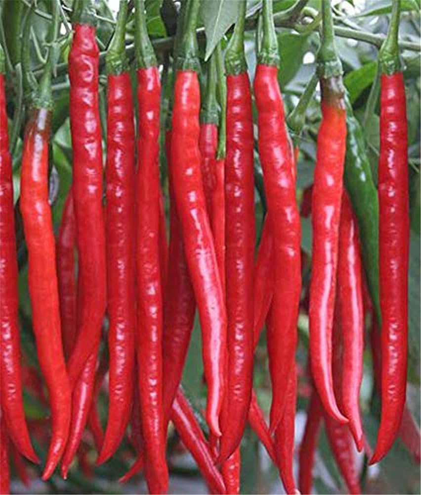 Long Slim Cayenne Pepper seeds for vegetable garden planting