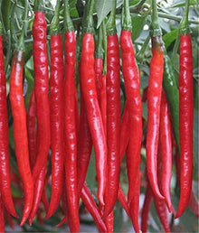 Long Slim Cayenne Pepper seeds for vegetable garden planting