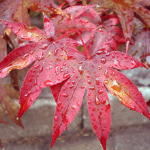 Mini Chinese Redwood Tree Seeds for a lasting addition to the landscape