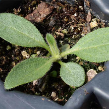 Black Eyed Susan Rudbeckia Seeds for seasonal color across the Pollinator Gardens