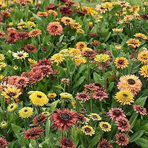 Rudbeckia Sahara Flower Seeds â€“ Earthy, Sunset-Colored Petals with Long-Lasting Blooms