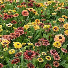 Rudbeckia Sahara Flower Seeds â€“ Earthy, Sunset-Colored Petals with Long-Lasting Blooms