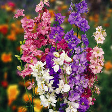 Larkspur Delphinium Consolida flower seeds for garden planting