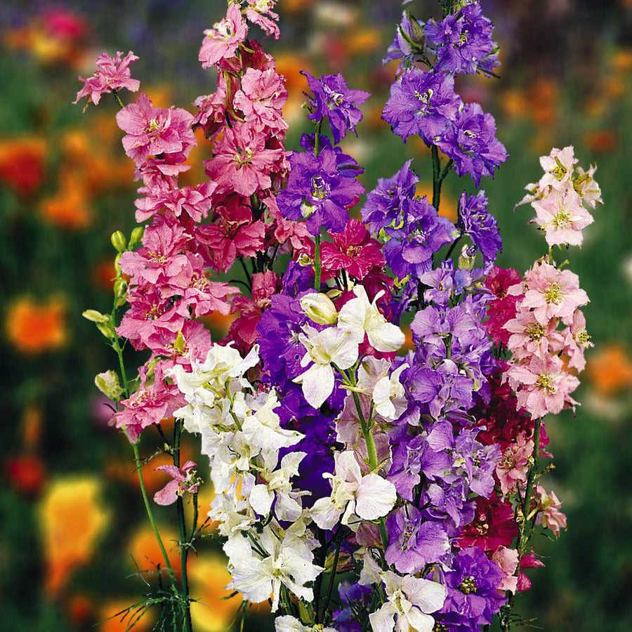 Larkspur Delphinium Consolida flower seeds for garden planting