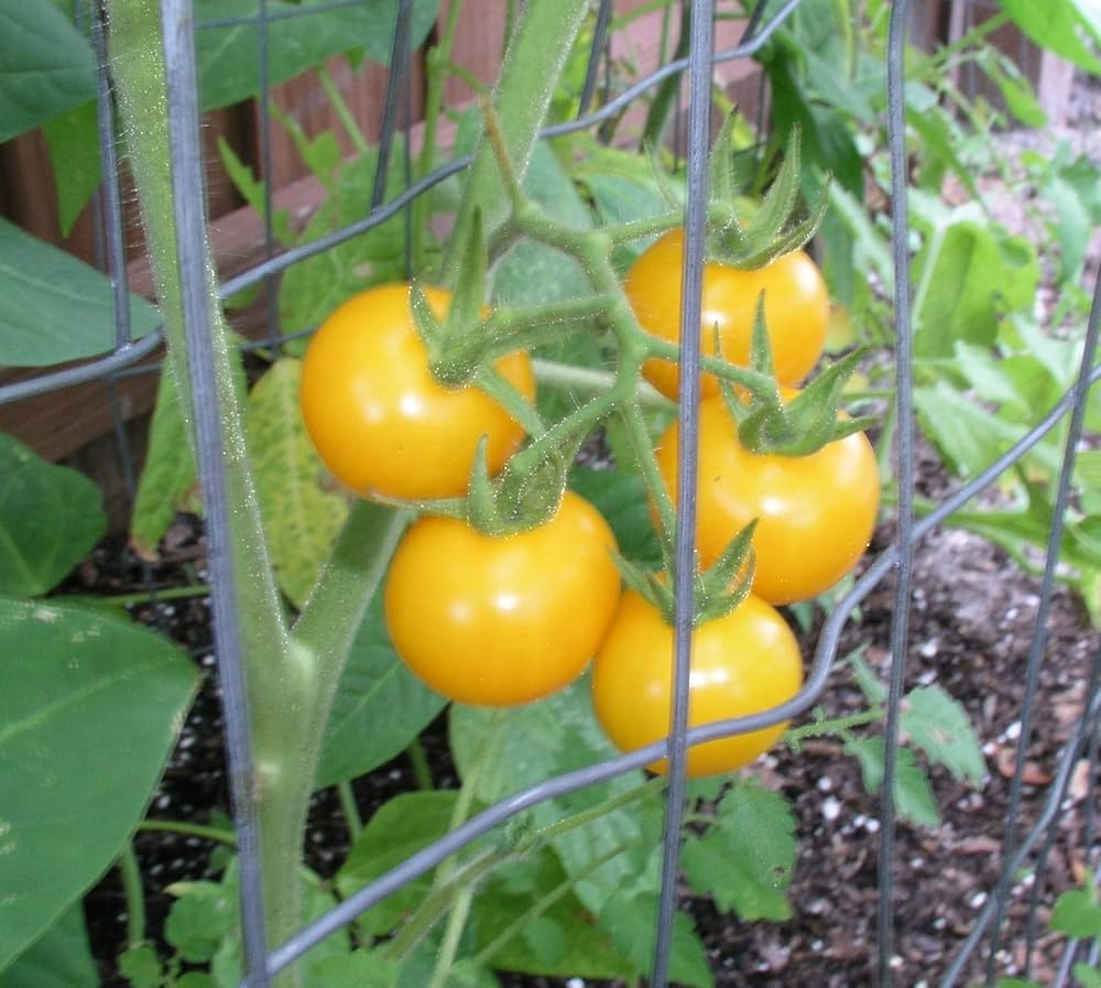 Pineapple Tomato Solanum lycopersicum heirloom yellow variety vegetable seeds for kitchen garden - for planting in home garden