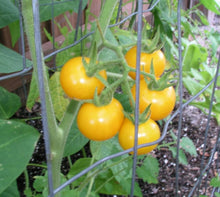 White (Wonder Tomato Solanum lycopersicum beefsteak variety vegetable) for planting in garden
