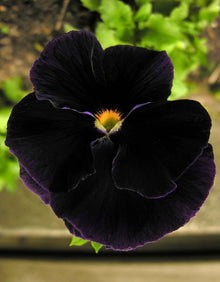 Black Pansy Halloween Seeds for seasonal color across the Unique Garden Decoration