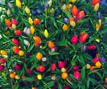 Ornamental Hot Pepper Seeds for a fresh homegrown crop from the Colorful Vegetable Gardens