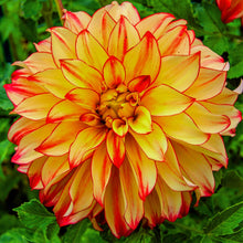 Dahlia Seeds (Dahlia pinnata) for colorful blooms in the Flower Garden