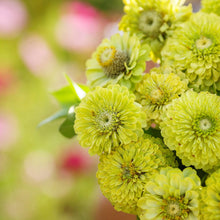 Green Zinnia Envy Chartruse Double Selection Seeds for a lasting display in the Vibrant Garden Flowers