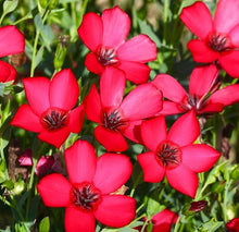 Flax Linum Grandiflorum Scarlet Seeds for a lasting display in the Pollinator-Friendly Garden Spaces