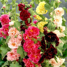 Hollyhock flower Alcea rosea seeds for planting in backyard flower beds or pollinator gardens