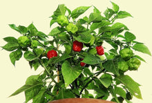 Sweet Cuban Aji Cachucha Seeds (Capsicum chinense) for growers stocking a kitchen garden