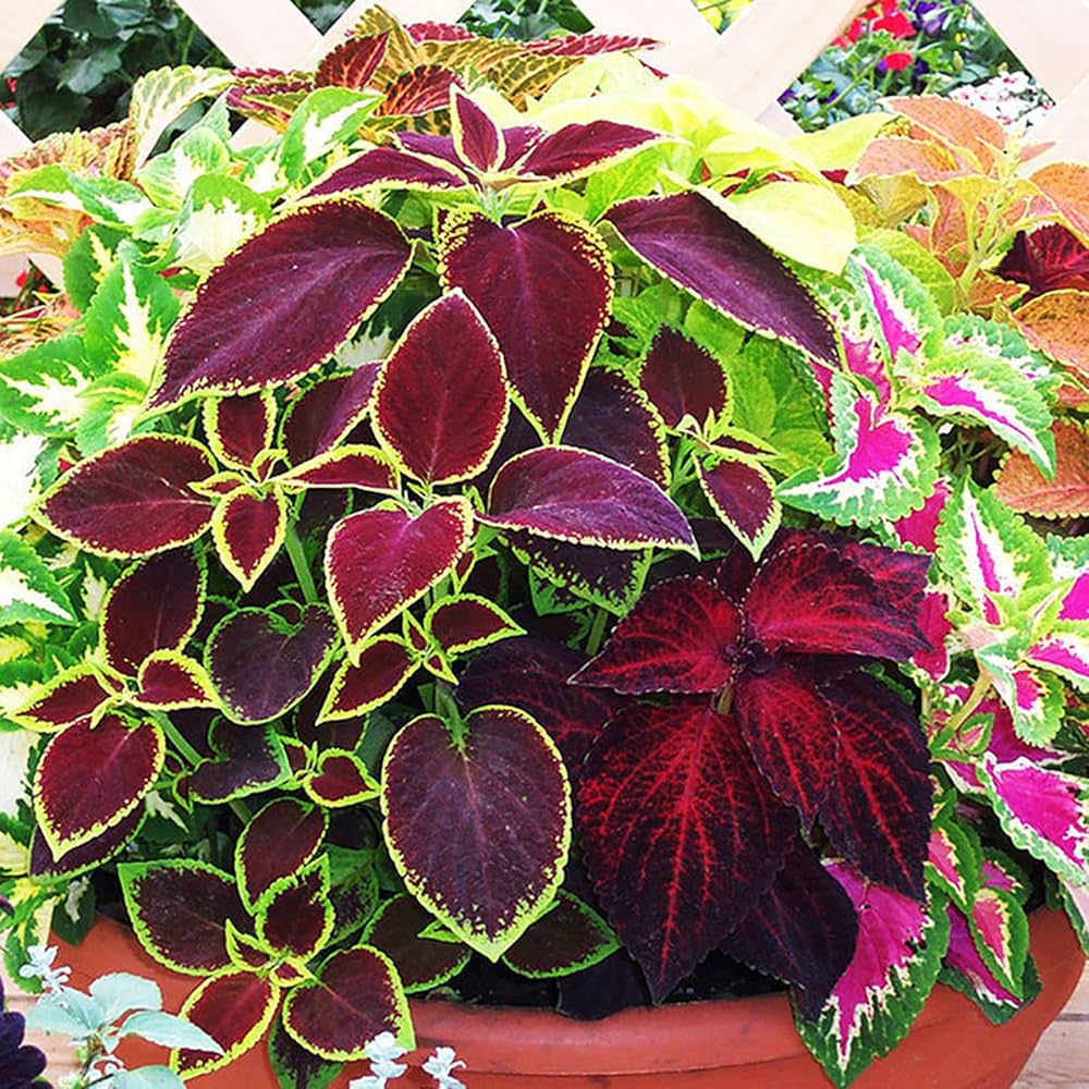 Coleus Plectranthus Scutellarioides Bonsai Herb Seeds for Planting – Best for Indoor Pots and Decorative Gardening