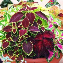 Coleus Plectranthus Scutellarioides Bonsai Herb Seeds for Planting – Best for Indoor Pots and Decorative Gardening