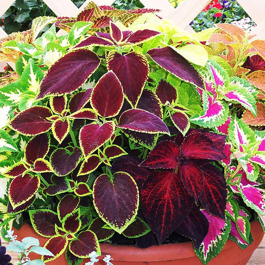 Coleus Plectranthus Scutellarioides Bonsai Herb Seeds for Planting – Best for Indoor Pots and Decorative Gardening
