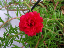 Purslane Seasons Seeds for a bright addition to the Multi-Color Garden