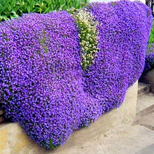 Kriechende Thymian Seeds (Thymus serpyllum) for colorful blooms in the Garden