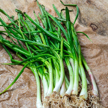 White Bunching Onion Seeds (Allium fistulosum) valued by growers for culinary Use