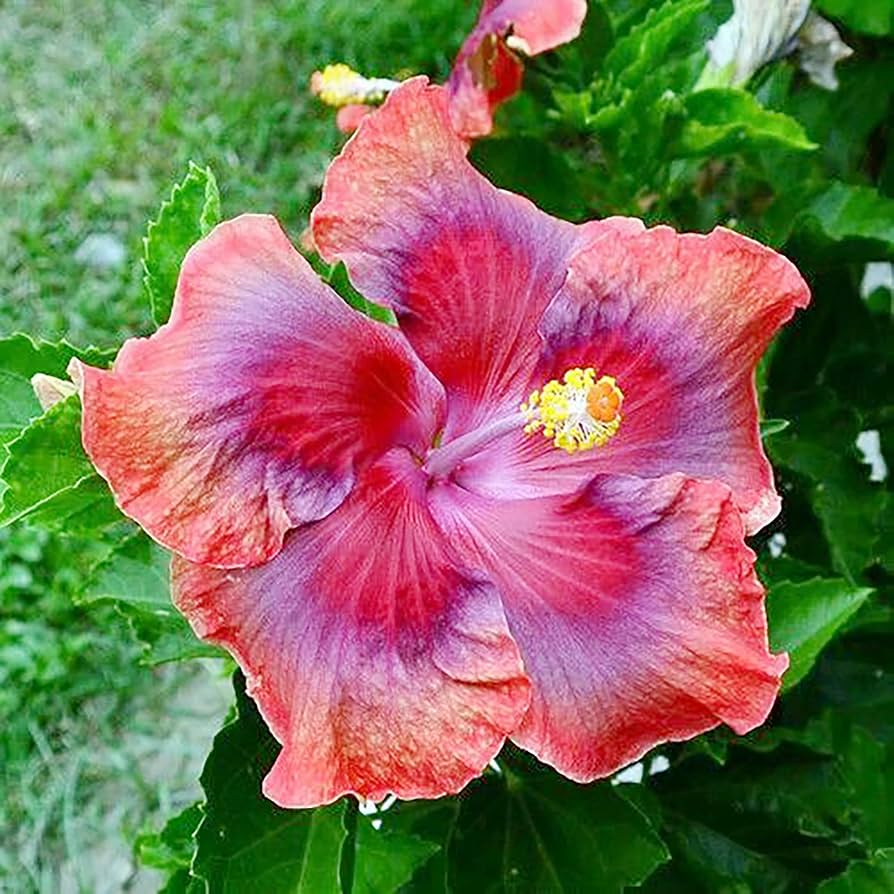 Hibiscus Hibiscus Rosa-Sinensis Rare Orange White Flower Seeds for Planting – Great for Tropical Landscaping and Home Garden