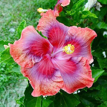 Hibiscus Hibiscus Rosa-Sinensis Rare Orange White Flower Seeds for Planting – Great for Tropical Landscaping and Home Garden