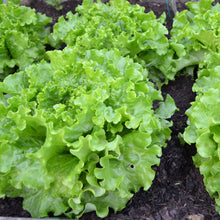 Lettuce Four Seasons Planting Leaves Seeds for growers stocking the Garden, Vegetables