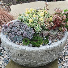 Blue Sedum Mix Seeds for seasonal color across the Flower Bed