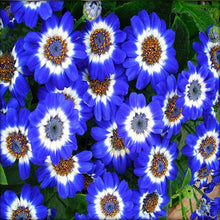 Cineraria Seeds for a bright addition to the Florist Gardens & Easy Pot Planting