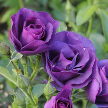 Rose Seeds for growers filling out the Flower Bed & Garden