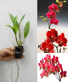 High-Quality Phalaenopsis Orchid Seeds grown for indoor Gardening