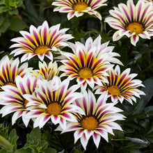 Gazania Seeds for a lasting addition to the landscape