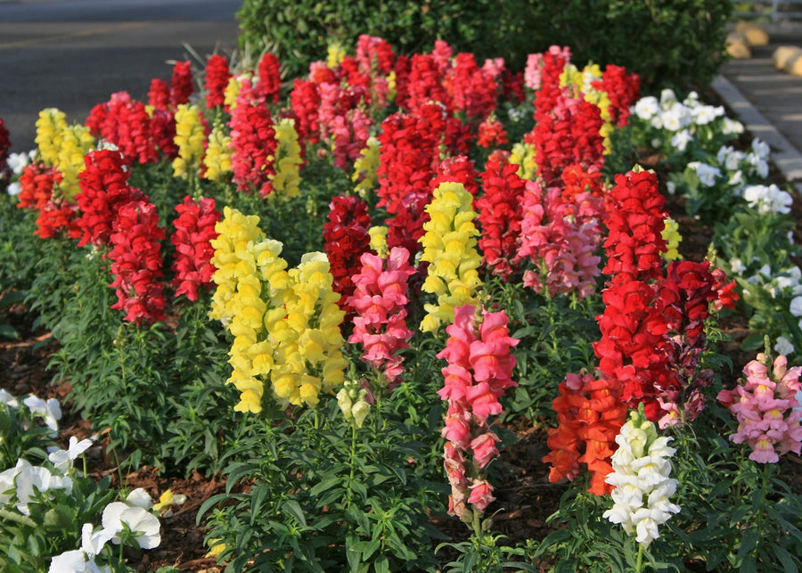 Dwarf snapdragon seeds mixed colors for planting