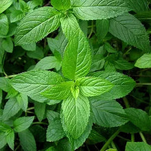 Peppermint Seeds (Mentha piperita) for colorful blooms in the Herb Garden