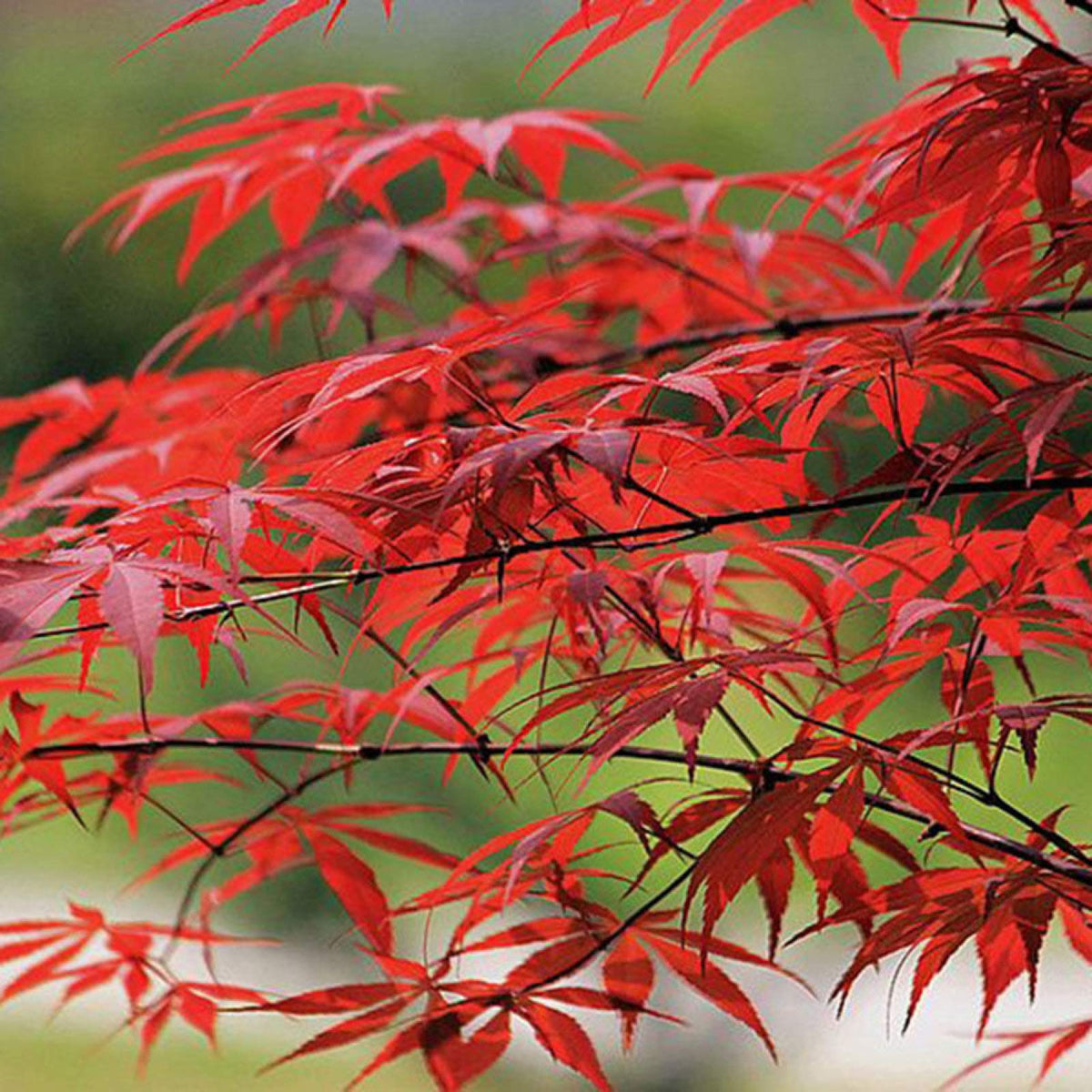 Red Chinese Maple tree seeds for landscaping and bonsai