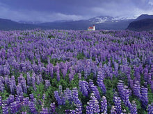 European Lupine Seeds (Lupinus polyphyllus) for a lasting display in the decorative garden planting