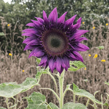 Rare Purple Sunflower Seeds for a bright addition to the Gorgeous Garden Blooms