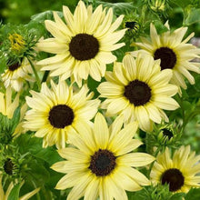 Vanilla Ice Sunflower Long-Lasting Annual Seeds grown for beautiful Yellow Blooms