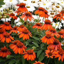 Orange Coneflower Seeds (Echinacea purpurea) for a homegrown harvest from the Flower Bed & Garden