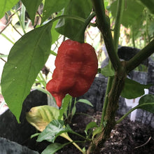 Katie Chile Capsicum Chinense Seeds for gardeners building out beds and borders