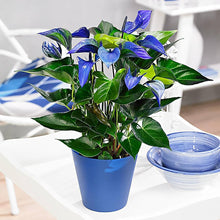 Anthurium Seeds for reliable seasonal color