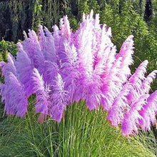 Bonsai Rainbow Tails Grass Seeds (Pennisetum setaceum) for a lasting addition to the Flower Pot