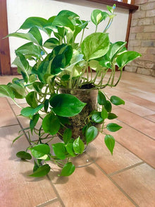 Epipremnum Aureum Plant Seeds