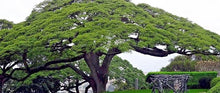 Albizia Saman Seeds (Albizia saman) for a lasting display in the Tropical Garden