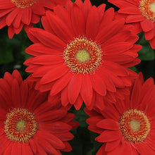Gerbera Daisy Seeds (Gerbera jamesonii) for seasonal color across the Flower Bed & Garden