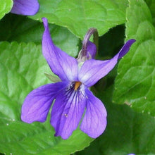 Chinese Viola Seeds (Viola odorata) for growers establishing the Bonsai Pot or Shaded Flower Bed
