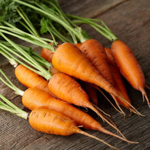Little Finger Carrot Seeds for home growers seeking a reliable harvest