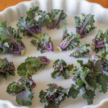 Autumn Star Hybrid Kalettes Seeds (Brassica oleracea) for growers filling out the vegetable patches and winter gardens