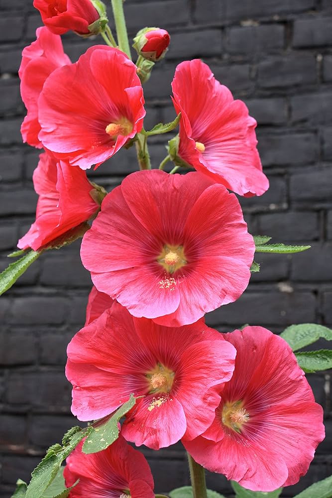 Red Hollyhock seeds