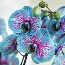 Phalaenopsis Orchid Seeds (Phalaenopsis spp.) for growers filling out the Indoor Garden